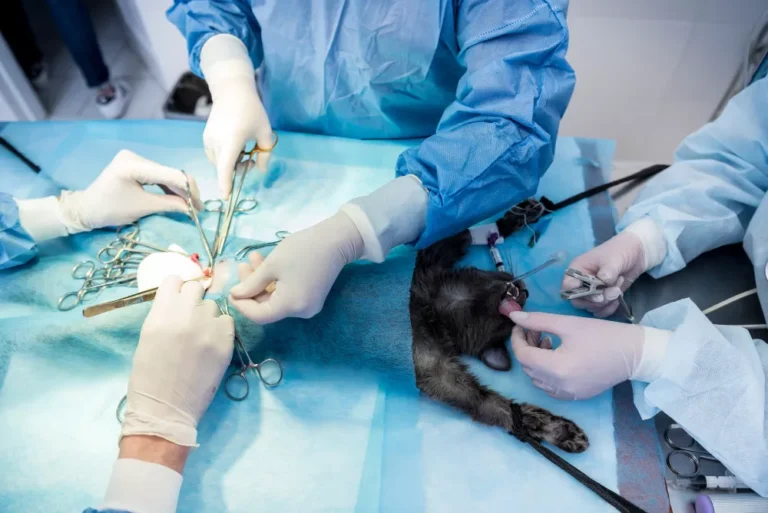 Advanced Pet Surgery & Procedures