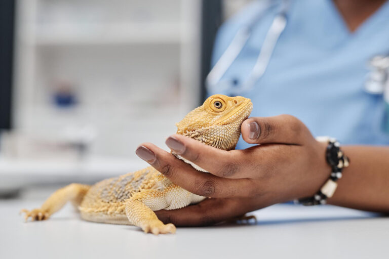 Exotic Animal Care